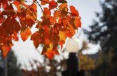 'Autumn Blaze' Maple problemen