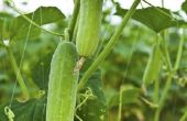 Hoe de zorg voor komkommer planten