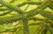 How to Care for Monkey-Puzzle bomen