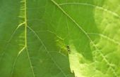 Mieren schade zal berokkenen een courgette Plant?