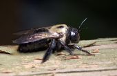 Natuurlijke manieren om te doden van de timmerman bijen