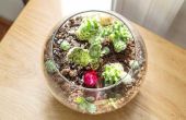 Hoe maak je een Cactus Terrarium