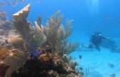 Onderwater Hotels in de Florida Keys