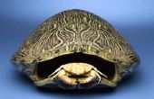 Het behouden van de schildpad Shells