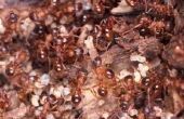 How to Get Rid van mieren op zoek naar Water