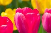 De betekenis van de Tulip-Flower