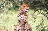 How to Raise van een Cheetah