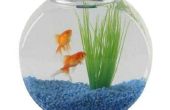 Mengen van Goldfish & Molly vis