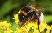 How to Kill bijen met behulp van Sevin stof