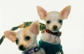 How to Raise van een Chihuahua pup