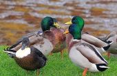 Vragen over Duck Bands