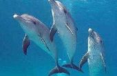 Hoe lang kan een dolfijn adem zijn?