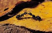 Hoe te doden de mieren met melasse
