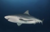 Wat soorten haaien zijn in Myrtle Beach (South Carolina)