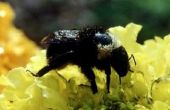 Hoe om te roeien timmerman bijen