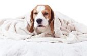 Tekenen & symptomen van Sinusitis bij honden