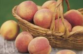 Wat fruit goed gaan met perziken?
