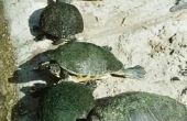 Het ecosysteem van schildpadden