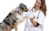 Bijwerkingen van Clavamox bij honden