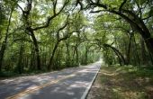 Florida wetten op het kappen van bomen