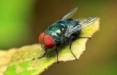 Hoe om te doden van vliegen/insecten snel zonder toxines