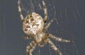 How to Get Rid van spinnenwebben & nesten in dakranden