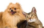Menselijke huiduitslag van honden & katten