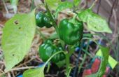 Companion beplanting met paprika
