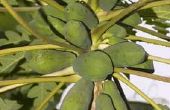De eigenschappen van Papaya blad Insecticide