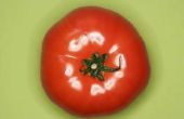 Hoe te doen een tomaat gezichtsbehandeling