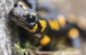 Hoe maak je een leefgebied van de Salamander