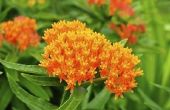 How to Grow Butterfly onkruid (Asclepias)
