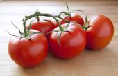 Hoe te bevriezen tuin verse tomaten