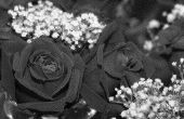 Waar te kopen van een zwarte roos