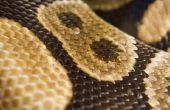How to Make slangenhuid stof