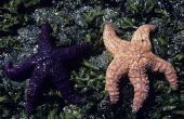 Wat zijn enkele manieren Starfish aanpassen aan hun omgeving?