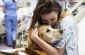 Hoe een therapie hond adopteren