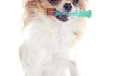 How to Get goedkoopste vaccinatie voor uw hond