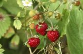 How to Plant aardbeien in Missouri