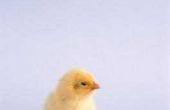 Kan een Baby Chick nieuw leven worden ingeblazen als het wordt te koud?