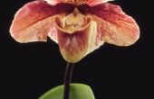 Wanneer moet orchideeën worden verpot?
