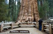 Sequoia National Park hutten