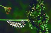 Hoe te identificeren van Caterpillar cocons