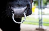 Waarom hebben stieren ringen in hun neus?