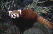 Wat zijn de Rode Panda's aanpassingen?