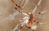 Bruine weduwe Spider beet symptomen