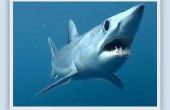 Hoe snel een haai zwemmen?