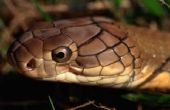 Biotische factoren over slangen