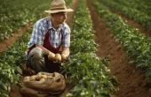 How to Plant aardappelen in North Carolina
