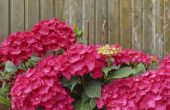How to Make My Red hortensia 's